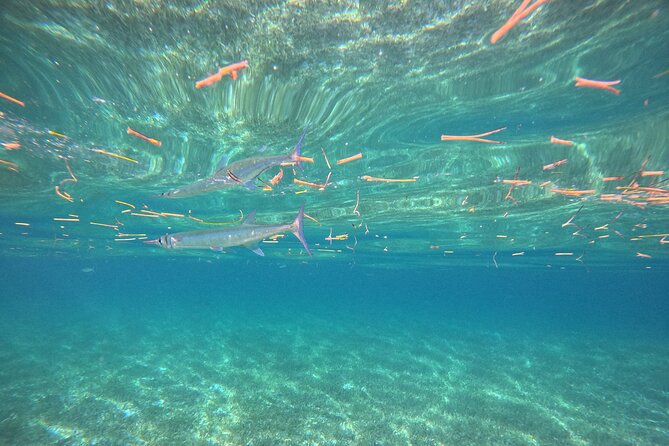 Snorkel at the Reef 2 HOURS Puerto Morelos National park - Is $43.01 a good value?