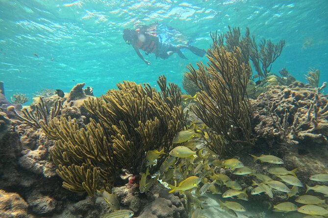 Snorkel at the Reef 2 HOURS Puerto Morelos National park - Getting equipped for the reef