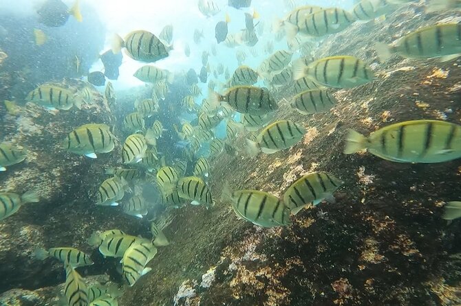 Snorkel Privately in Cabo San Lucas - What you can see below the surface