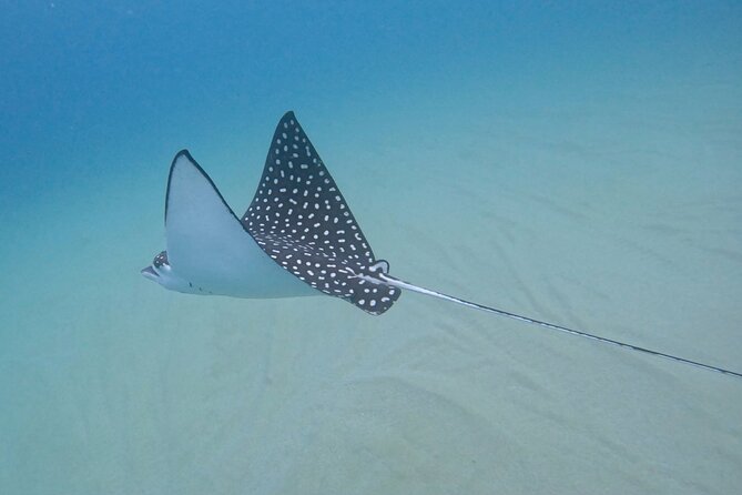Snorkel Privately in Cabo San Lucas - Photos, GoPro clips, and the value of the memories