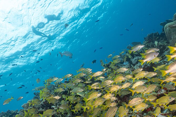 Snorkel Tour at Musa and Manchones Reef - Starting at Pocna Dive Center at 1:30 pm