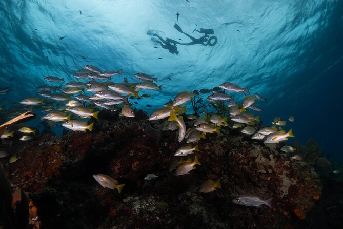 Snorkel Tour at Musa and Manchones Reef - A small boat group can change the feel