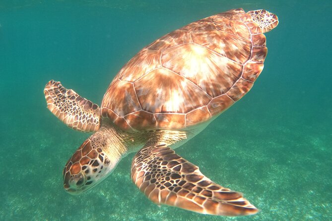 Snorkel Tour on the Costa Maya with experienced Guid - Key points at a glance