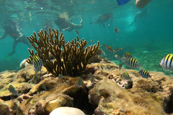 Snorkel Tour on the Costa Maya with experienced Guid - What your $36 includes