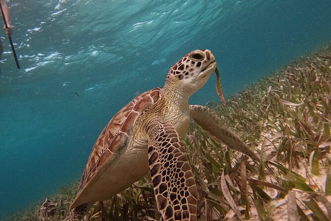 Snorkel Tour on the Costa Maya with experienced Guid - The small-group advantage