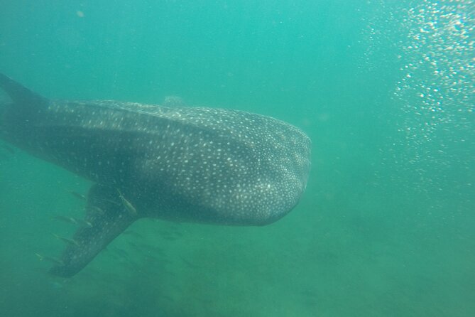 Snorkel Tour with Whale Shark in La Paz - Key points to know before booking