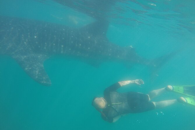 Snorkel Tour with Whale Shark in La Paz - Finding whale sharks in La Paz Bay