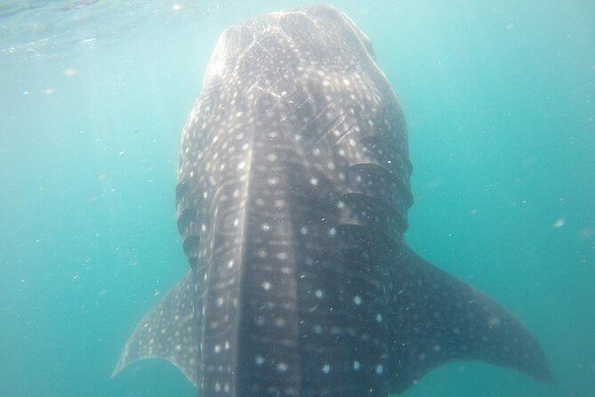 Snorkel Tour with Whale Shark in La Paz - Guides who make the difference