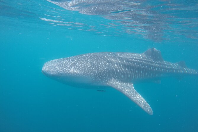 Snorkel Tour with Whale Shark in La Paz - What the boat ride is like