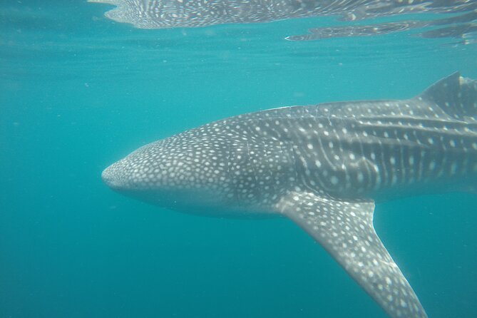 Snorkel Tour with Whale Shark in La Paz - Who should book this experience