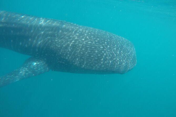 Snorkel Tour with Whale Shark in La Paz - Practical ways to improve your morning
