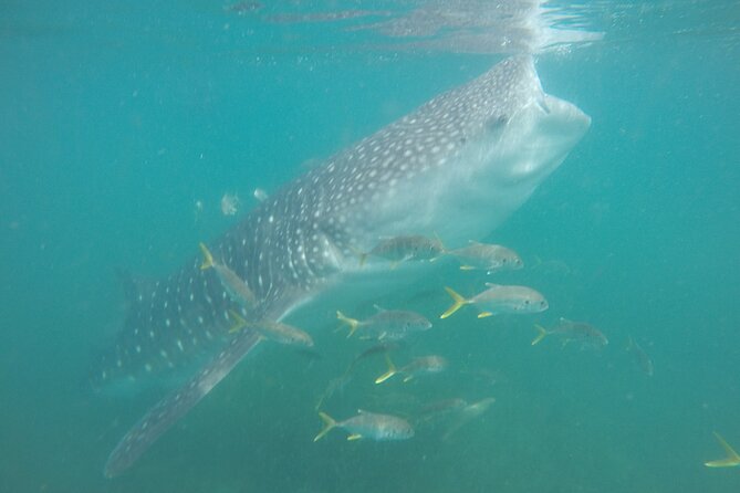 Snorkel Tour with Whale Shark in La Paz - Swimming skills, life jackets, and wetsuits