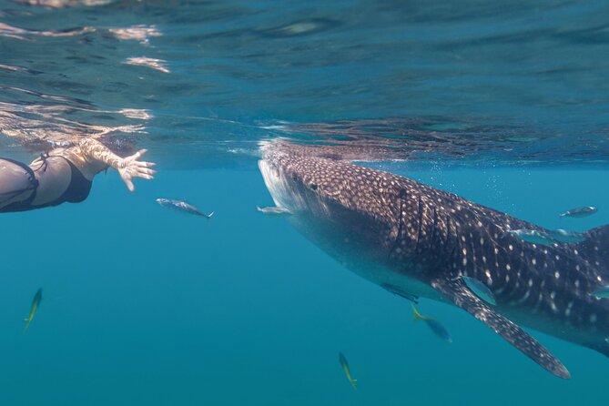 Snorkel with Whale Sharks in La Paz - Why La Paz is a strong place for whale shark snorkeling