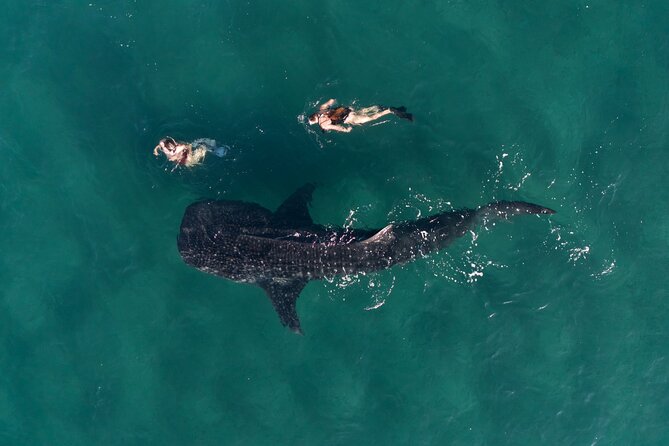 Snorkel with Whale Sharks in La Paz - Searching for whale sharks near El Mogote