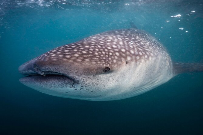Snorkel with Whale Sharks in La Paz - Snorkeling in groups of five
