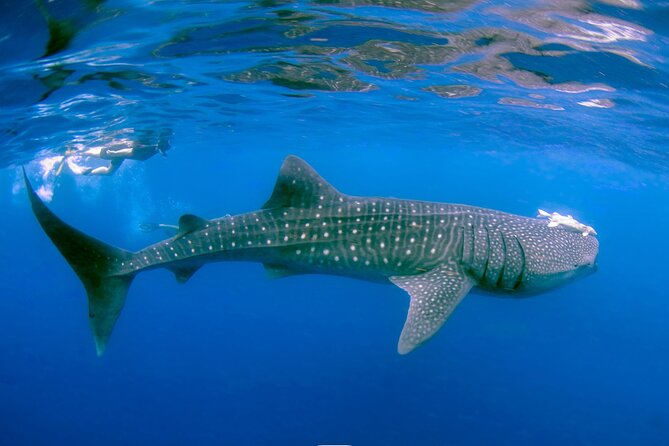 Snorkel with Whale Sharks in La Paz - What makes the encounter special