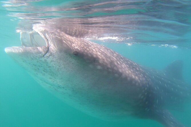 Snorkel with Whale Sharks in La Paz - Timing, group size, and the real value of $131.42