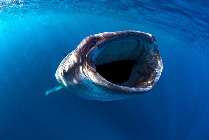 Snorkel with Whale Sharks in La Paz - Who should book this outing