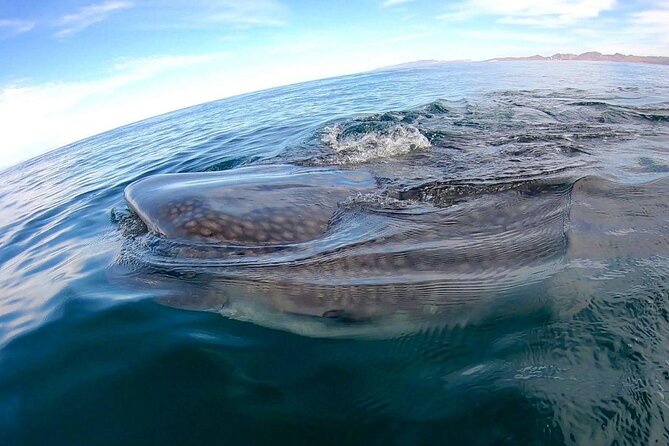 Snorkel with Whale Sharks in La Paz - Booking, cancellation, and practical planning