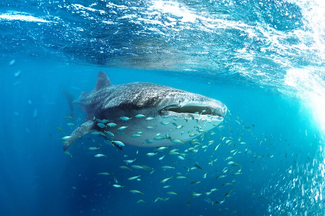 Snorkel with Whale Sharks in La Paz - Meeting at La Paz’s Fiscal Dock