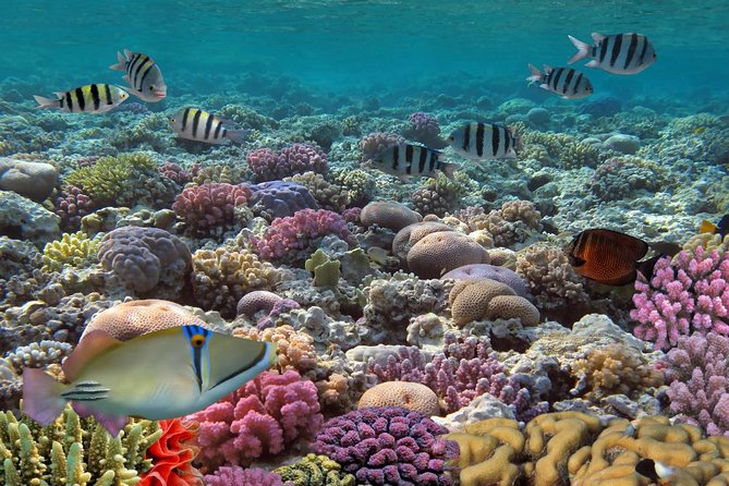 Snorkeling Adventure at Isla Mujeres Includes Lunch and Open Bar - Free time in Isla Mujeres