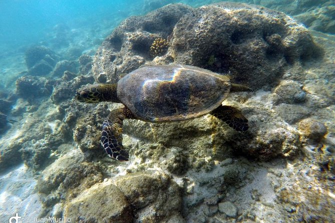 Snorkeling Adventure Cabo Pulmo - Key points at a glance
