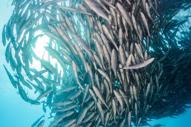 Snorkeling Adventure Cabo Pulmo - Why Cabo Pulmo is worth the long ride