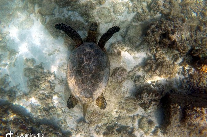 Snorkeling Adventure Cabo Pulmo - What the three-hour outing feels like