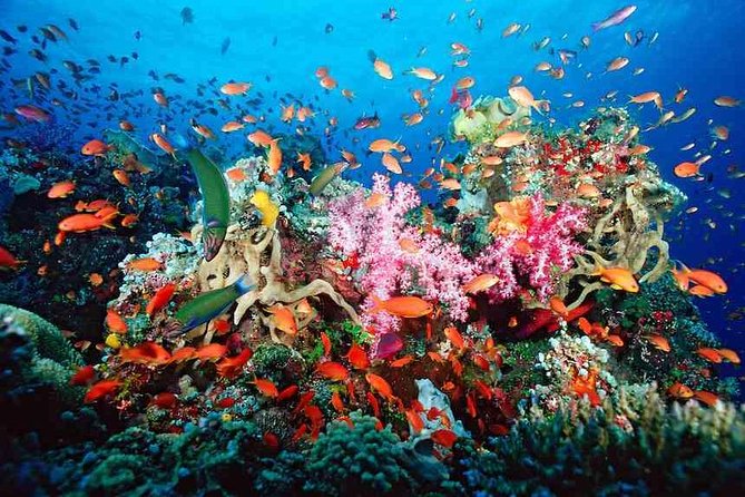 Snorkeling Adventure in Puerto Morelos Includes snack, Water and Round Trip. - Key points to know before booking