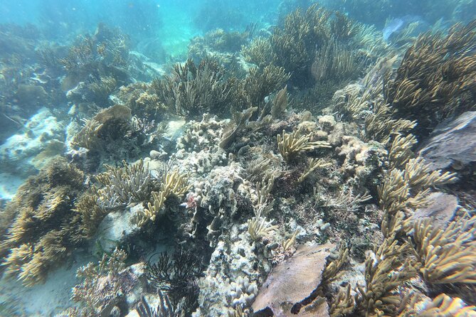 Snorkeling Adventure in Puerto Morelos Includes snack, Water and Round Trip. - Tacos at a private beach club