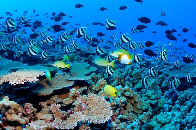 Snorkeling Adventure in Puerto Morelos Includes snack, Water and Round Trip. - Walking through Puerto Morelos
