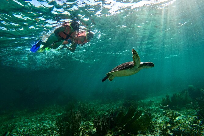 Snorkeling Guided Activity in Puerto Morelos Mexico - Two hours focused on the Puerto Morelos reef