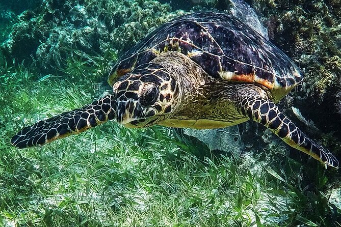 Snorkeling Guided Activity in Puerto Morelos Mexico - Who will enjoy this outing most?
