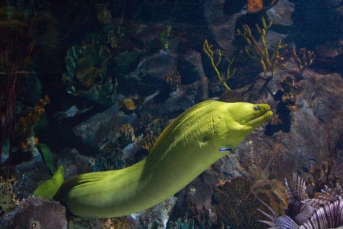 Snorkeling in Puerto Morelos - Key points to know before you book