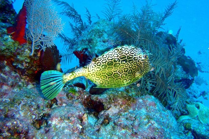 Snorkeling in Puerto Morelos - Two 45-minute swims on the Puerto Morelos Reef