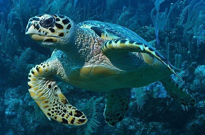 Snorkeling in Puerto Morelos - Meeting in Puerto Morelos, not Cancun’s hotel zone