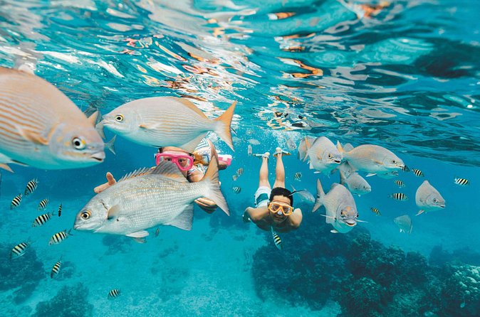 Snorkeling in Puerto Morelos - Timing, equipment, and reef-safe preparation