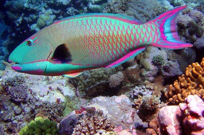 Snorkeling in Puerto Morelos - Value compared with larger snorkeling packages
