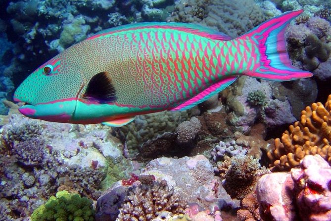 Snorkeling in Puerto Morelos - What you may see beneath the surface
