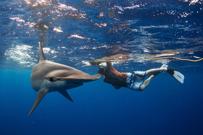 Snorkeling or Swimming with Sharks in Cabo San Lucas - El Arco gives the trip a proper Cabo opening