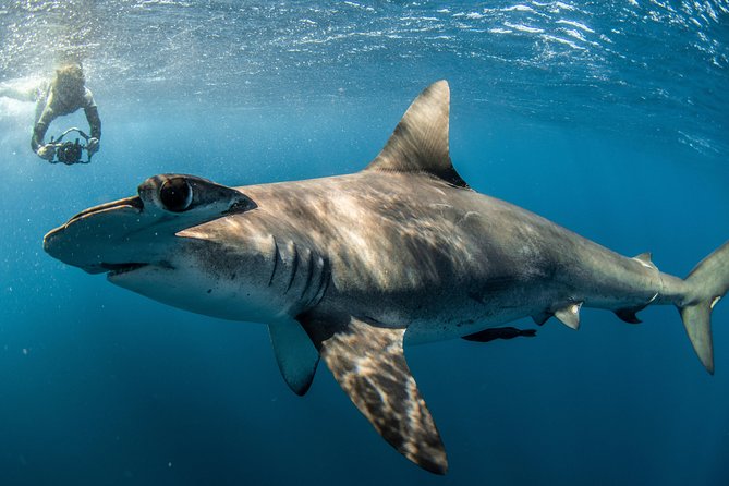 Snorkeling or Swimming with Sharks in Cabo San Lucas - What kind of shark might you see?