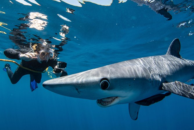 Snorkeling or Swimming with Sharks in Cabo San Lucas - Why the guide team matters