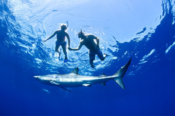 Snorkeling or Swimming with Sharks in Cabo San Lucas - The hardest part: no shark guarantee