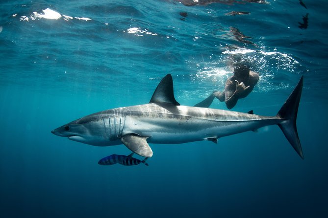 Snorkeling or Swimming with Sharks in Cabo San Lucas - The shark area is wild, open water
