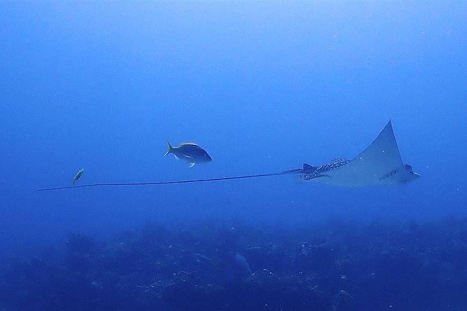 SPECIAL!! 2 Tank Wreck & Drift Reef dives - Exploring the C55 and C58 at 23 meters