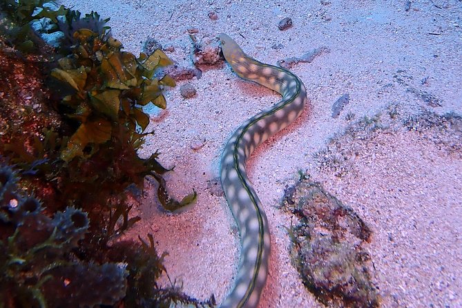 SPECIAL!! 2 Tank Wreck & Drift Reef dives - Why the small group size matters