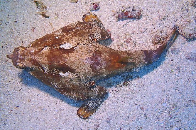 SPECIAL!! 2 Tank Wreck & Drift Reef dives - Safety, guides, and the level of challenge