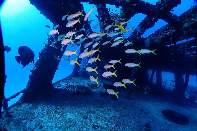 SPECIAL!! 2 Tank Wreck & Drift Reef dives - The $125 price and the equipment catch