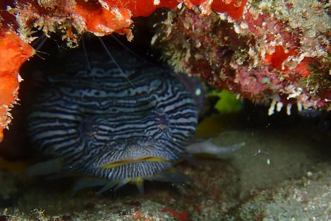 SPECIAL!! 2 Tank Wreck & Drift Reef dives - Morning or afternoon: which start suits you?