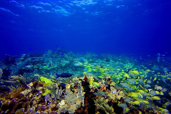 SPECIAL! Snorkel at MUSA - The Underwater Museum Reservation - Key points at a glance